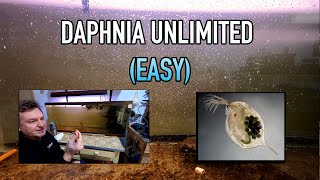 How I Raise Daphnia Water Fleas And You Can Too [upl. by Wenoa]