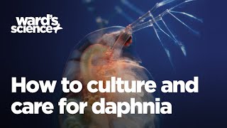 Caring and Culturing for Daphnia [upl. by Kcaz]