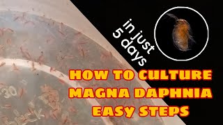 How to Culture Magna Daphnia Easily [upl. by Terena]