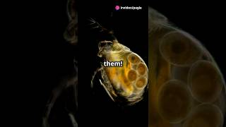 How to culture Daphnia for your Aquarium [upl. by Saberio]