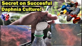 How to Culture Daphnia Successfully [upl. by Ennairod]