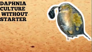 HOW TO CULTURE DAPHNIA NATURALLY WITHOUT A STARTER [upl. by Bensky]