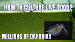 How to Culture Daphnia Secret Method to Breed MILLIONS  Simply Aquatic [upl. by Tonina36]