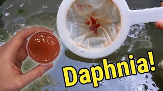 How I Culture Daphnia In Outdoor Tubs [upl. by Noryk]