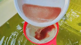 How to culture daphnia  Daphnia culture  How to grow daphnia outdoor [upl. by Danzig]