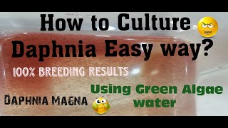 Daphnia MagnaHow to Culture Daphnia Easy wayCulturing Daphnia using Green water Daphnia [upl. by Lucila]