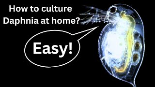 BEST Live Fish Food Beginner guide How to Culture Daphnia at home [upl. by Aig]