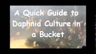 How to culture daphnia outside [upl. by Ike]