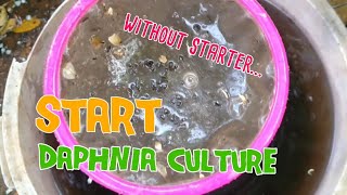 How to culture daphnia moina the easy way 1  Starting the Daphnia culture [upl. by Ezara]