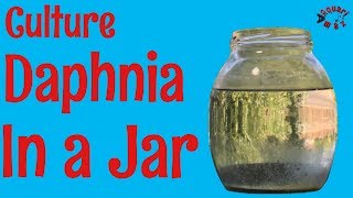 How to Culture Daphnia in a Jar [upl. by Oflodur]