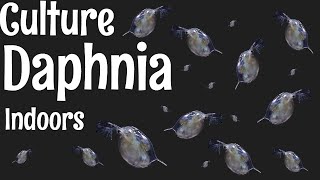 How to Culture Daphnia [upl. by Reyem]