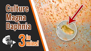 How to culture DAPHNIA MAGNA  The easy way [upl. by Volin]