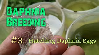 Daphnia Culture made simple and easy 3  Hatching Daphnia eggs [upl. by Rempe]