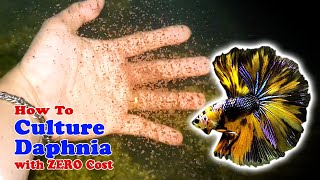 How to Culture Daphnia with ZERO Cost  Unlimited Live Food For Our Fish [upl. by Arama]