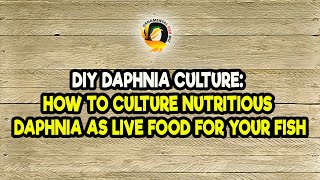 DIY Daphnia Culture How to Culture Nutritious Daphnia as Live Food for Your Fish [upl. by Gaudette]