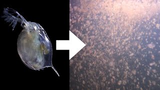 How I Culture Daphnia [upl. by Petes361]