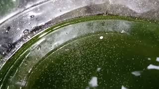 DAPHNIA MOINA CULTURE IN A SMALL BUCKET [upl. by Rotow]