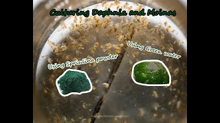 How To Culture Daphnia and Moinas using Green Water Spirulina powder [upl. by Boyd]