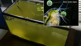 Raising Daphnia for the Freshwater Aquarium [upl. by Ettezus]