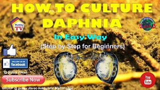 HOW TO CULTURE DAPHNIA In Easy Way [upl. by Aierbma]